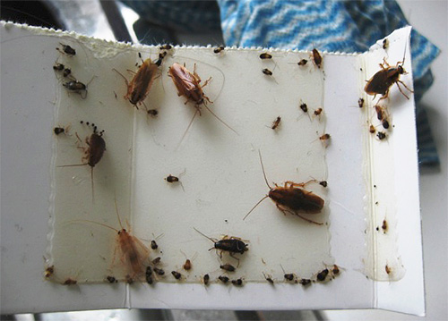 Een voorbeeld van een lijmklem voor kakkerlakken