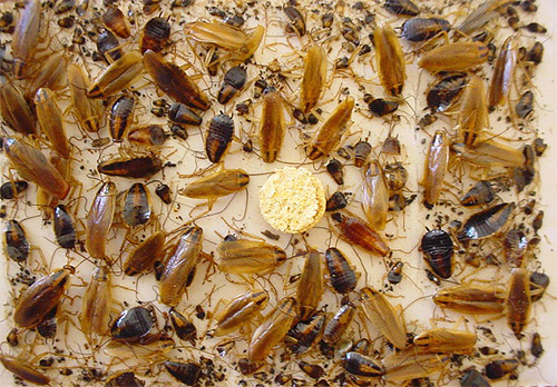Kakkerlakken gevangen in een lijmval