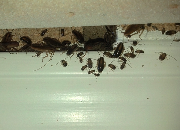 Despite the fact that insecticidal gels kill cockroaches slowly, nevertheless, they are one of the most effective means of combating these pests.