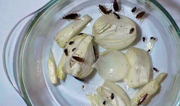 De foto toont een voorbeeld van een kakkerlakkenval die met de hand is gemaakt met een glazen container, uien en olie ...