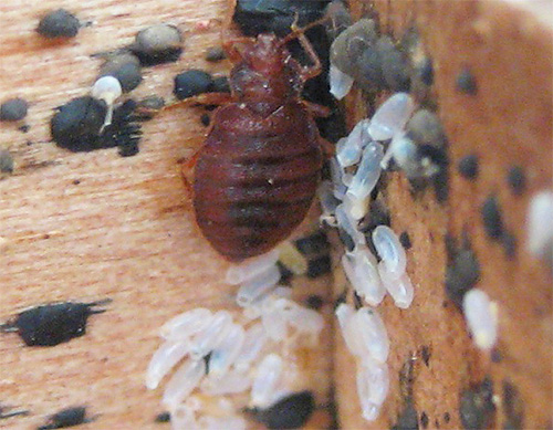 Az ágy bogarak szeretik elrejteni a repedéseket