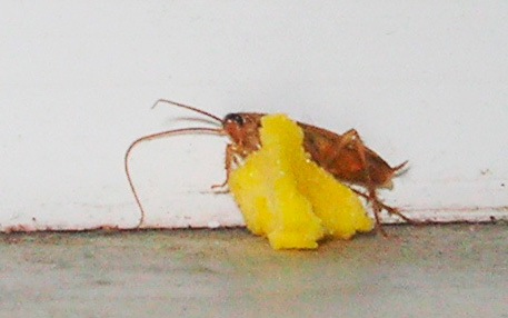 Cockroach eating poison bait with boric acid