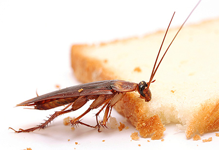 It is important to limit the access of cockroaches to food and water.