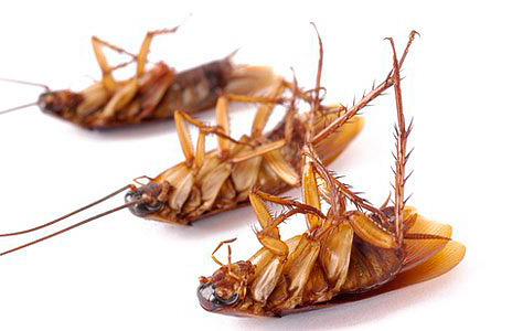 Dead cockroaches