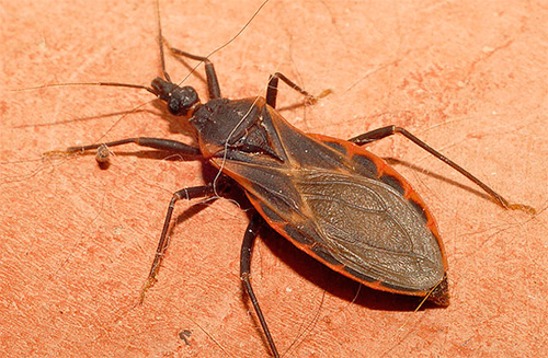 Triatomid bug predator (líbání bug)