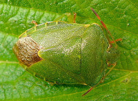 Foto zelené bug