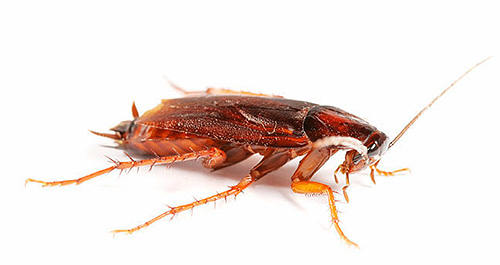 Consider 10 options for getting rid of cockroaches in the apartment