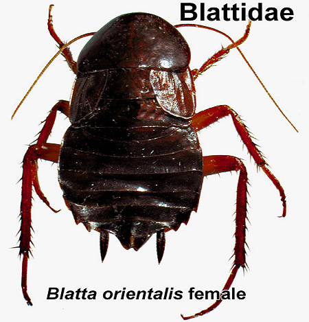 الصرصور الأسود الإناث (Blatta Orientalis)