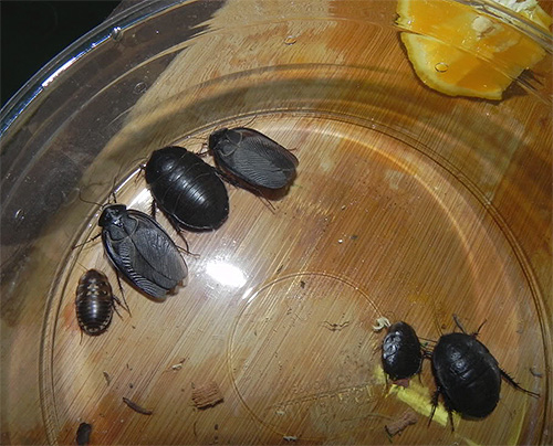 Bilder av egyptiska kackerlackor