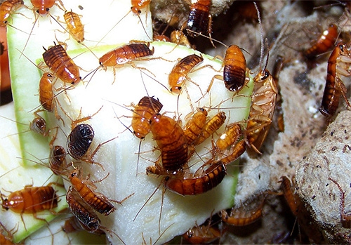 Foton av turkmenska kackerlackor