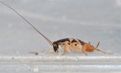 Möbler Kackerlacka Larva