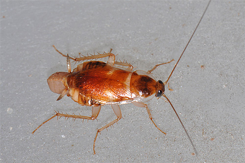 Foto av en möbel kackerlacka närbild