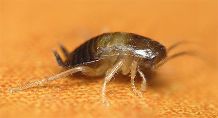 Ett annat foto av larverna hos den inhemska kackerlackan