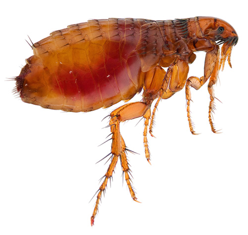Ways to remove fleas from home