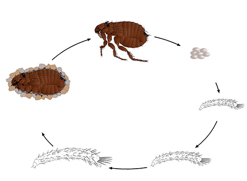 Flea life cycle