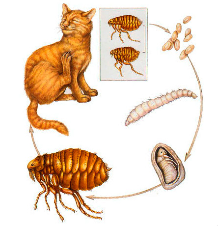 How and what can be removed fleas cat