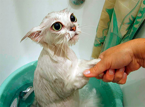Bathing will help get rid of fleas only if there are very few of them.