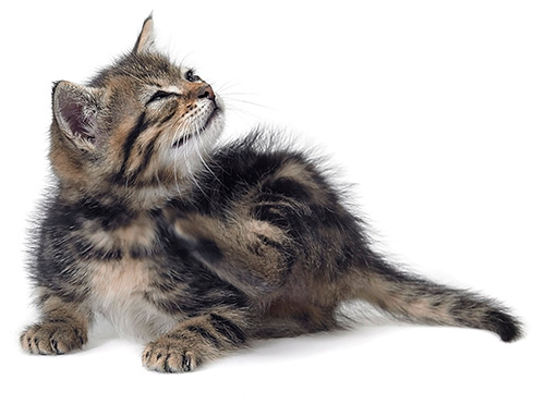 To bring fleas in kittens using special shampoos