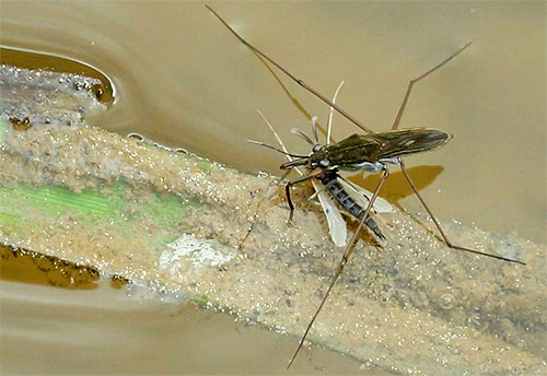 Brouk z vody strider se obvykle živí malým hmyzem.
