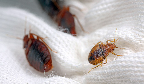 Clopoveron has a neuro-paralytic mechanism of action on bedbugs.