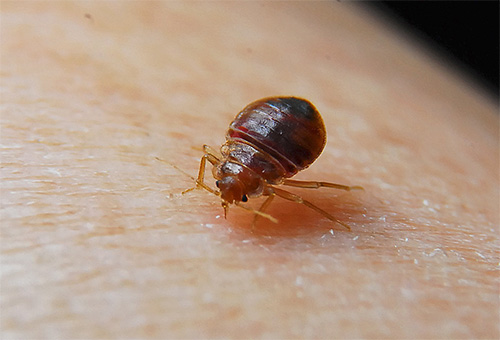 Bedbug at the time of blood saturation