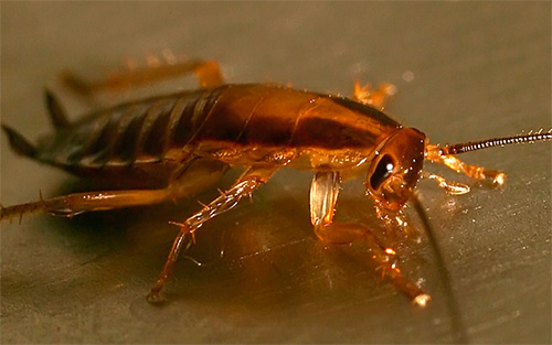 يقوم العلماء بإعداد سلاح جديد ضد الصراصير