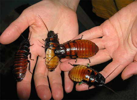 Οι κατσαρίδες της Μαδαγασκάρης φτάνουν στα εντυπωσιακά μεγέθη