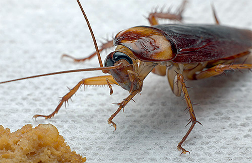 Overzicht van de meest populaire folkmethoden om kakkerlakken in het appartement te bestrijden