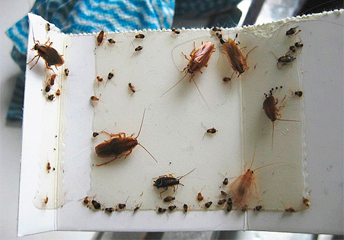 Zelfgemaakte kleverige val voor kakkerlakken