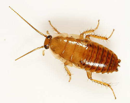 Overzicht van hulpmiddelen voor de behandeling van appartementen tegen kakkerlakken