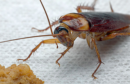 Voor een normaal leven hebben kakkerlakken gemakkelijk toegankelijke voeding nodig.