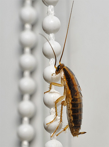 Kakkerlakken kunnen snel en gemakkelijk van appartement naar appartement gaan