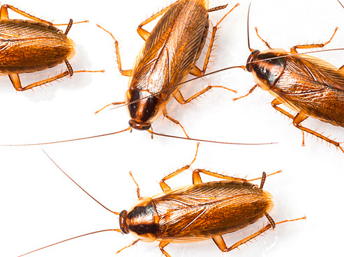 För att förhindra kackerlackor återkommer, är ett antal förebyggande åtgärder till hjälp.