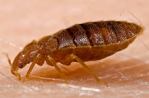 Bedbugs have a special piercing-sucking proboscis