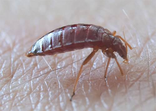 Bedbug punctured proboscis skin