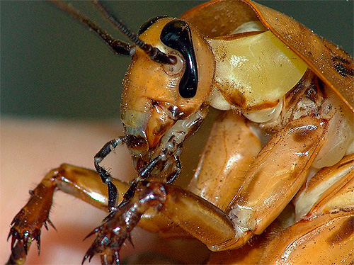 Chloorpyrifos kan de dood van een kakkerlak veroorzaken, zelfs wanneer hij in contact komt met de buitenste omhulsels van zijn lichaam.