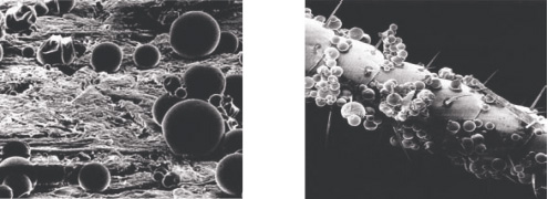 Fotók: a bal oldali mikrokapszulák a kezelt felületen, jobbra a csótányér antennákon