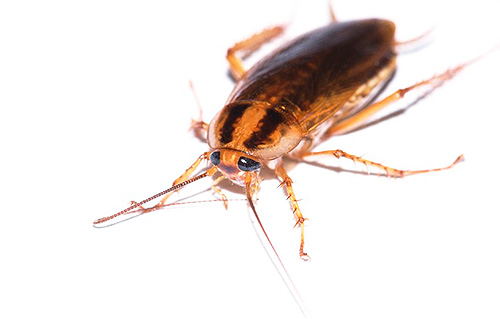 Maak kennis met de kakkerlakkenagent Global (Globol)