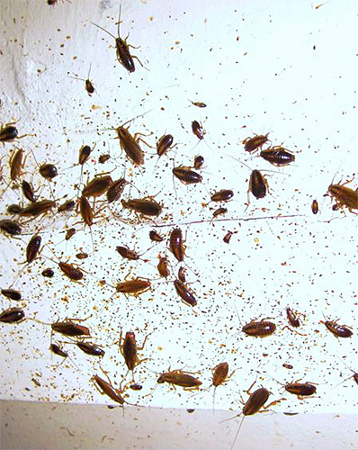 Met gel geïnfecteerde globale kakkerlak kan veel van zijn vrienden vergiftigen