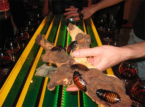 Usually Madagascar cockroaches are involved in cockroach races.