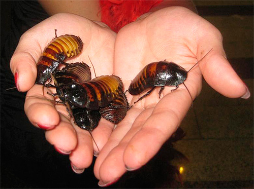 Today, carrying out cockroach races can be ordered to specialists.