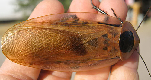 Cockroach Dead Head (Blaberus craniifer)