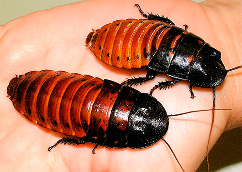 مدغشقر، hissing، cockroach، (Gromphadorrhina، portentosa)