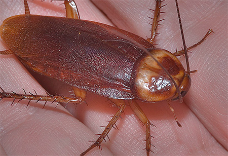Amerikansk kackerlacka (Periplaneta americana)