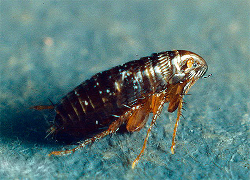 Photography of a human flea