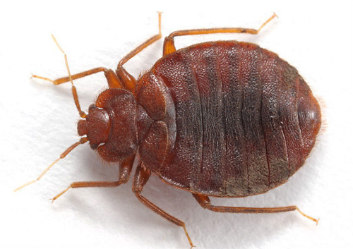 The bed bug has a flattened body in a horizontal plane.