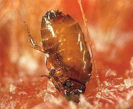 Flea bites into the skin when bitten