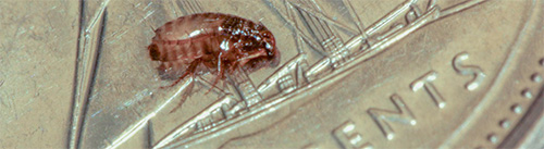 A feature of fleas is their very small size.