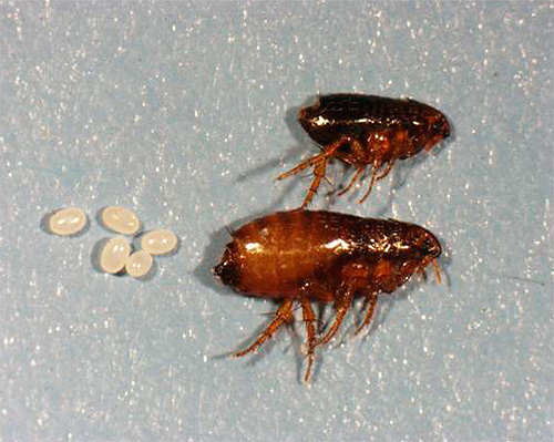 Fleas eggs are visible on the photo.