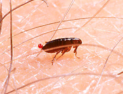 Fleas bite almost exclusively only warm-blooded animals.